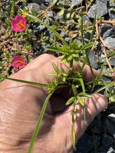 Cyperus compressus, photograph 5