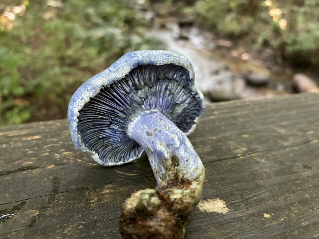 indigo milk cap · July 2026 · photo: Photo: no rights reserved · iNaturalist