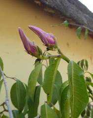 Cryptostegia grandiflora image