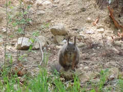 Sciurus vulgaris
