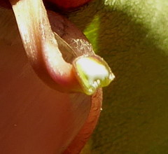 Cryptostegia grandiflora image