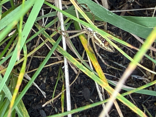 Banded Garden Spider