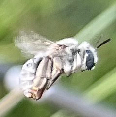 White-clothed Longhorn