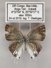 Hypolycaena lebona
