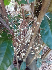 Sterculia monosperma