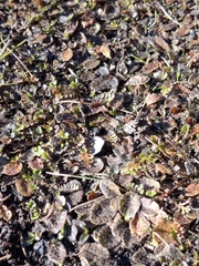 Mazus radicans