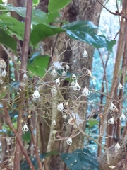 Sterculia monosperma