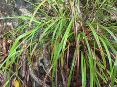 Carex lambertiana