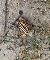 Cochlitoma zebra image