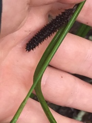 Carex lambertiana