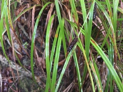 Carex lambertiana