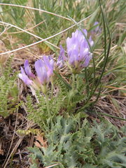 Astragalus danicus