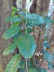 Sterculia monosperma