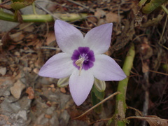 Campanula versicolor