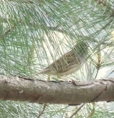 Emberiza spodocephala