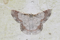 Pingasa ruginaria pacifica