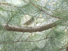 Emberiza spodocephala