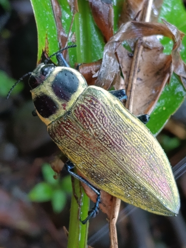 Ceiba Borer