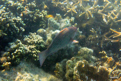 Scarus rubroviolaceus