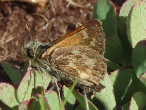 iNaturalist observation photo of Polites