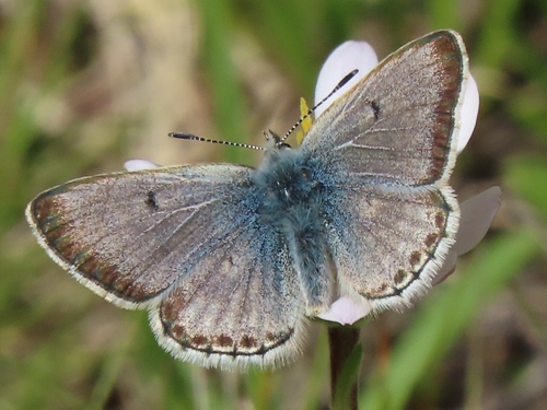iNaturalist observation photo of Sierra Blue