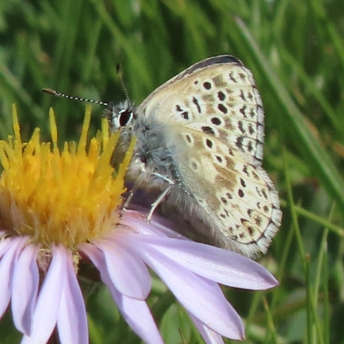 iNaturalist observation photo of Sierra Blue