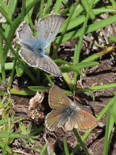 iNaturalist observation photo of Sierra Blue