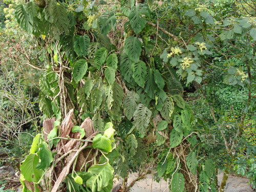 Monstera acuminata (Monstera acuminata)