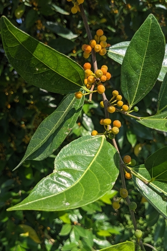 Ficus ampelos, photograph 5