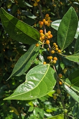Ficus ampelos, photograph (c) 許文俊, some rights reserved (CC BY-SA)