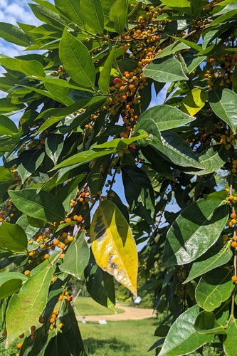 Ficus ampelos, photograph 6