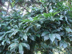 Skinner's Oak (Quercus skinneri)
