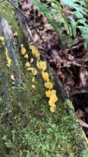 Small butter-yellow fans of jelly fungus scattered up a moss-covered fallen log beneath fern fronds