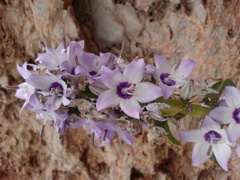 Campanula versicolor
