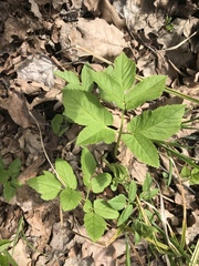 Aegopodium podagraria