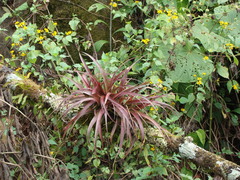 Tillandsia flabellata, photograph (c) Alexis López Hernández, some rights reserved (CC BY)