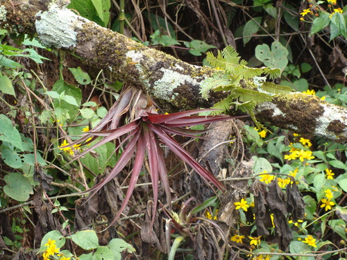 Tillandsia flabellata, photograph 2