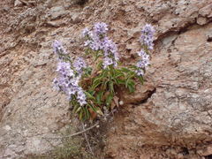 Campanula versicolor