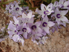 Campanula versicolor