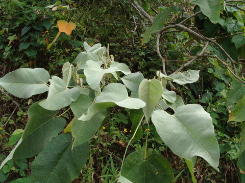 Croton draco, photograph 2