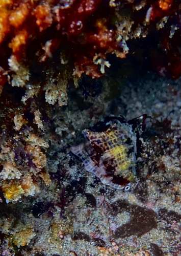 Mancinella speciosa, 2026-07-30