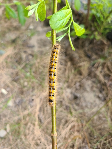 Western Tent Caterpillar Moth