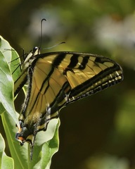 Papilio rutulus