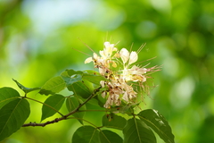 Crateva unilocularis