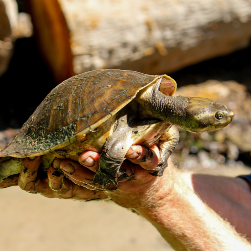 Northern Yellow-faced Turtle