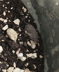 Porcellionides pruinosus