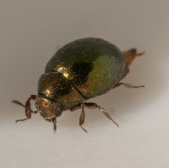 Lamprobyrrhulus nitidus