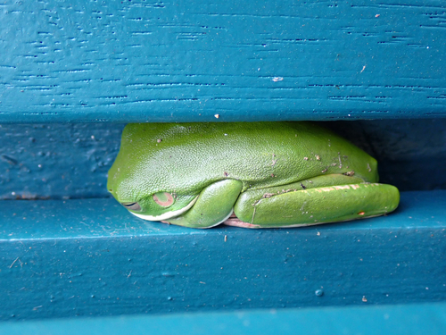 White-lipped Tree Frog