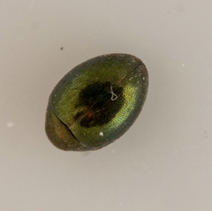 Lamprobyrrhulus nitidus