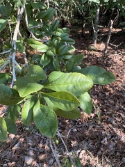 Ilex longipes, photograph author not stated, no rights reserved